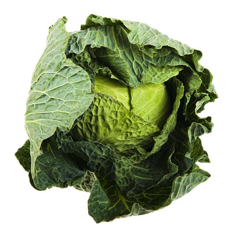Cabbage
