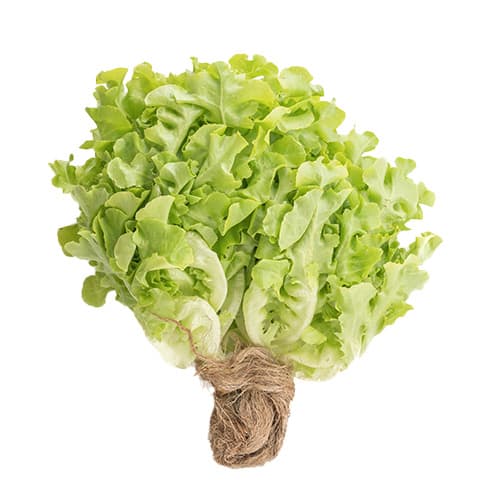 Lettuce